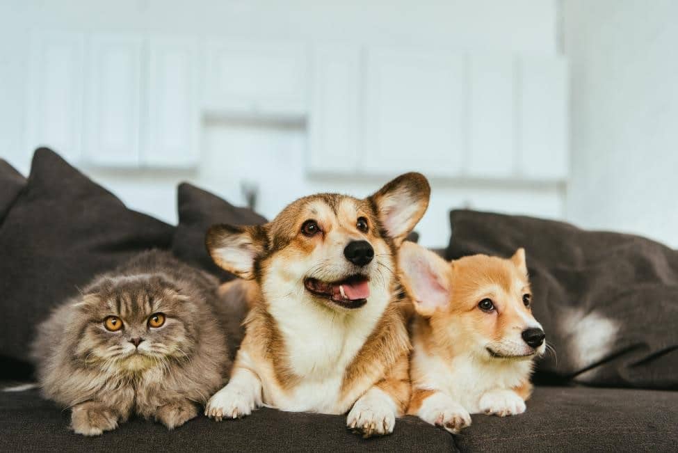 A cat and two dogs sitting on a couch