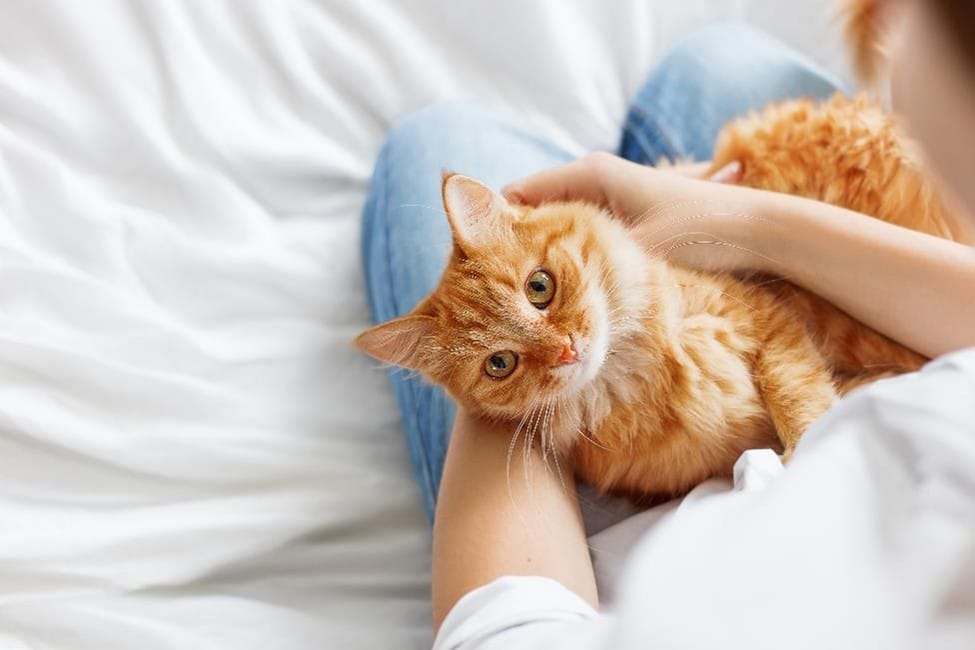 An orange cat cuddling on a woman's lap