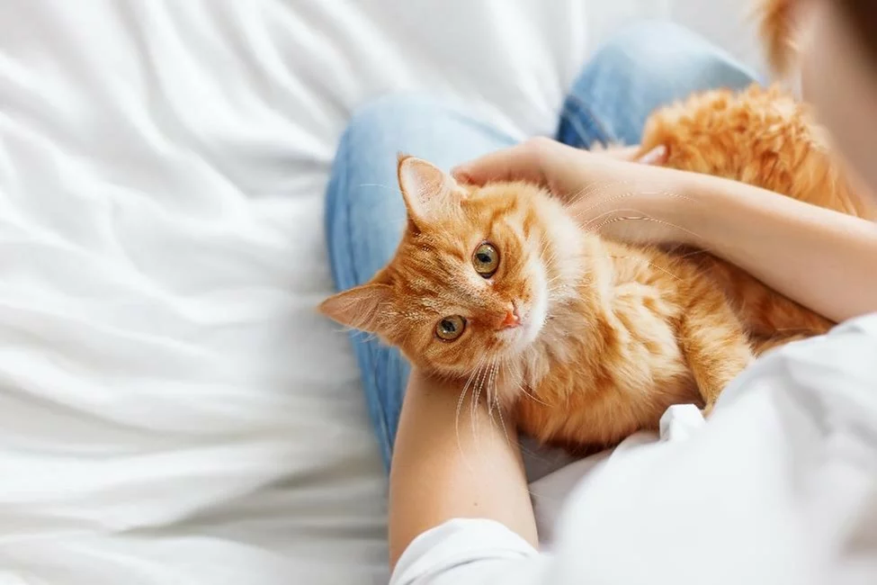 An orange cat cuddling on a woman's lap