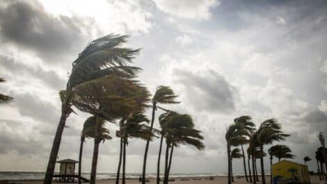Palm trees blowing in the wind before a hurricane arrives.